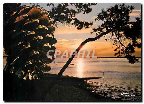 Cartes postales moderne Visage des Landes Coucher de soleil