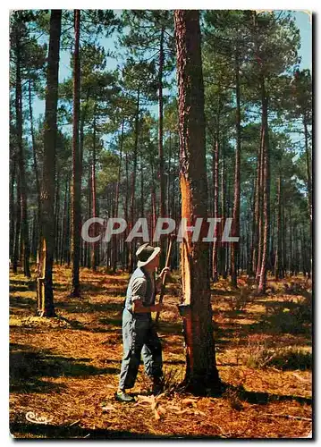 Cartes postales moderne Paysages Landais Le Resinier au travail