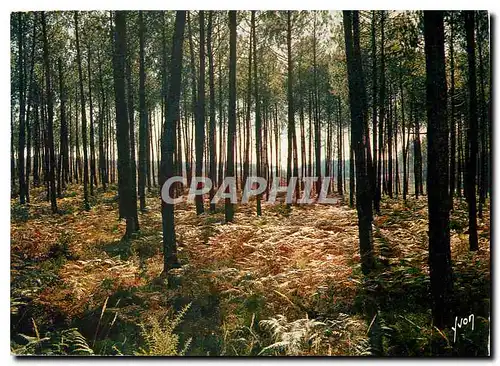 Moderne Karte Couleurs et Lumiere de France Les Landes La Foret Landaise