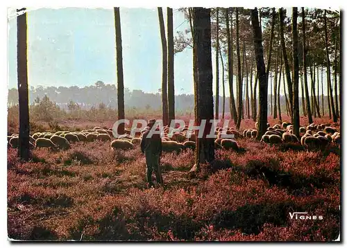 Cartes postales moderne Visage des Landes Troupeau de moutons au petit matin