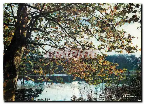 Cartes postales moderne Visage des Landes Paysage automnal a l'etang d'Uza