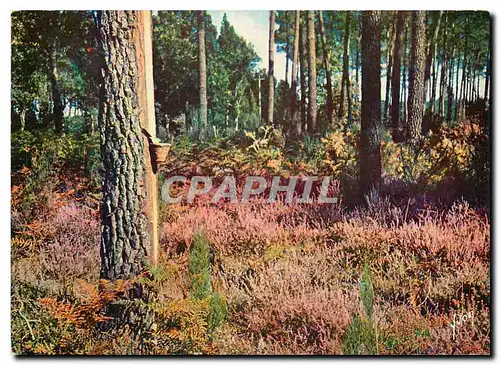 Cartes postales moderne Couleurs et Lumiere de France Massif de bruyere et foret de pins