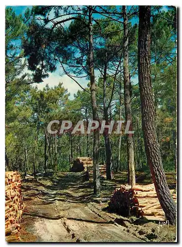 Cartes postales moderne Couleurs et Lumiere de France Sous bois de pins a proximite de l'Ocean