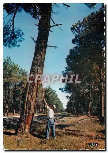 Cartes postales moderne Scene Landaise Le resinage ou gemmage des pins