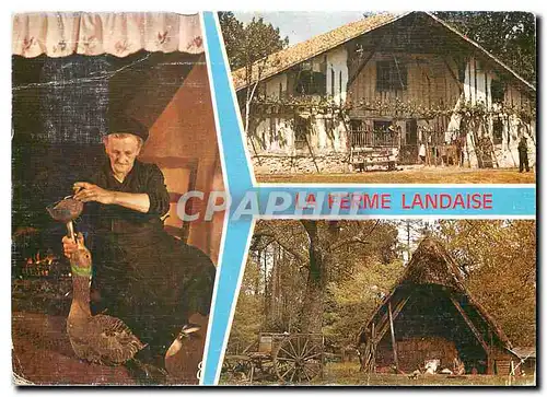 Cartes postales moderne Landes La Femme Landaise La Gaveuse d'Oie La vieille ferme landaise Une vieille bergerie