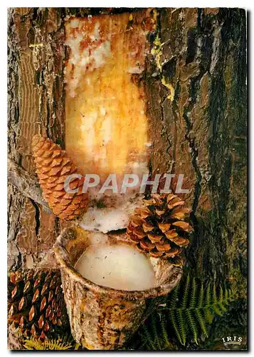 Cartes postales moderne Au Pays Landais