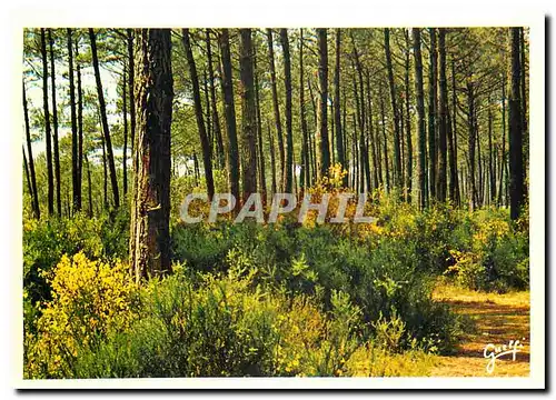 Cartes postales moderne Paysages des Landes Genets dans la Foret de pins
