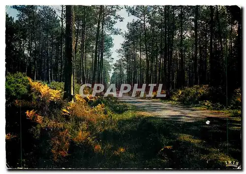 Moderne Karte Dans nos Forets de Gascogne La Pinede