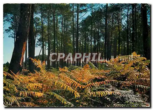 Moderne Karte Sous Bois Landais