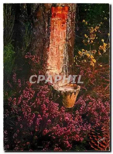 Cartes postales moderne Couleurs et Lumiere de France Pin en gemmage