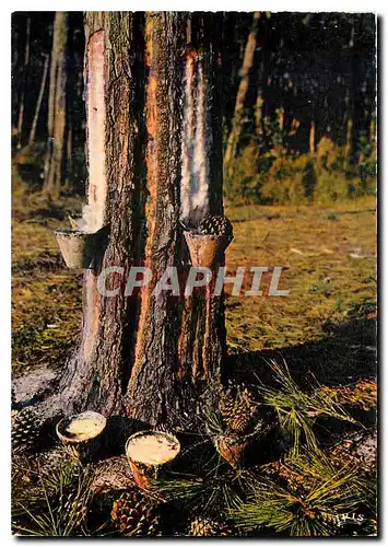 Cartes postales moderne Dans les Forets de Gascogne Les Pots de Resine