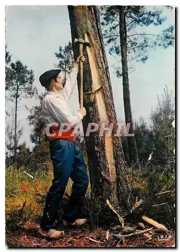 Cartes postales moderne Au Pays Landais Le gemmeur