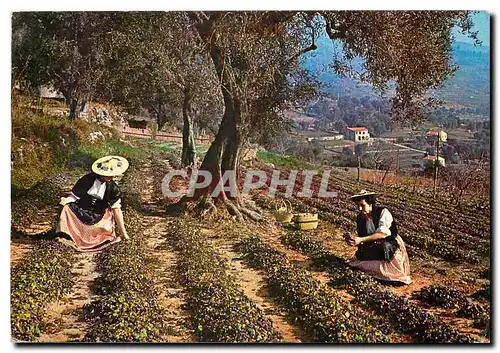 Cartes postales moderne Reflets de France Cote d'Azur La cueillette des violettes a Tourrettes sur Loup