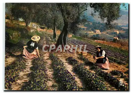 Cartes postales moderne Paysages de France Cote d'Azur Cueillette des violettes Tourrettes sur Loup Alpes Maritimes