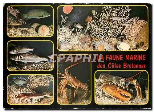 Moderne Karte La Faune marine des Cotes Bretonnes Couleurs de Bretagne