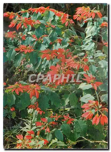 Cartes postales moderne Jardin Exotique Sanary Bandol Poinsettia du Mexique