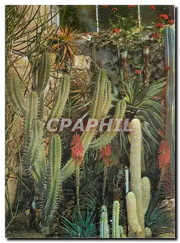 Cartes postales moderne Jardin Exotique Sanary Bandol Castees Mexicaines