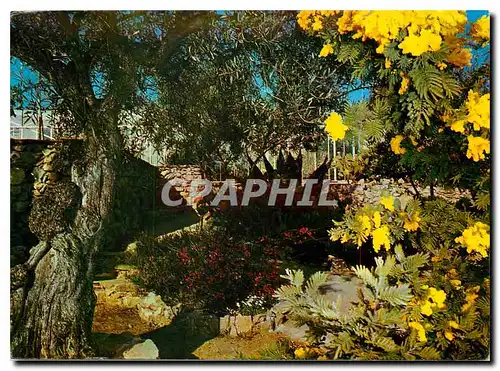 Cartes postales moderne Lumiere et Beaute de la Cote d'Azur Jardin Exotique Sanary Bandol Rocailles Fleuries