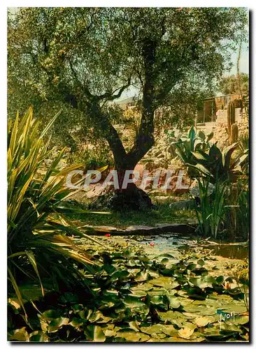Cartes postales moderne Couleurs et Lumiere de France La Cote d'Azur miracle de la nature Jardin exotique de Sanary Band