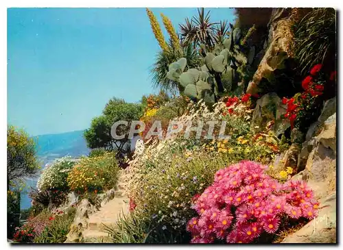 Cartes postales moderne Couleurs et Lumiere de France La Cote d'Azur miracle de la nature Jardin fleuri de la Cote d'Azu