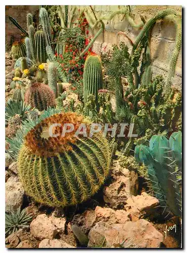 Cartes postales moderne Couleurs et Lumiere de France La Cote d'Azur miracle de la nature Jardin exotique de Sanary Band