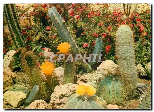 Cartes postales moderne Couleurs et Lumiere de France La Cote d'Azur miracle de la nature Jardin exotique de Sanary Band