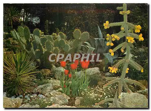 Cartes postales moderne Jardin Exotique & Zoo Sanary Bandol Cactees Mexicaines