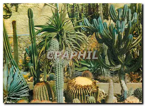 Cartes postales moderne Jardin Exotique & Zoo Sanary Bandol Cactees Mexicaines