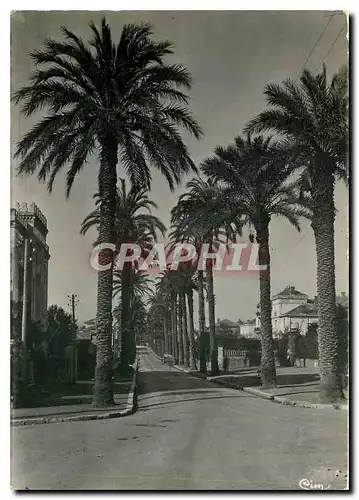 Cartes postales moderne Hyeres les Palmiers Var Avenue Costa de Beauregard