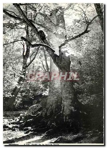 Cartes postales moderne Provence Foret de la Sainte Baume