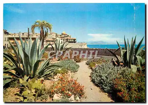 Cartes postales moderne Antibes Les Remparts