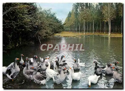 Cartes postales moderne Visage des Landes Troueau d'Oies Ton val et la Palud restes dans ma memoire