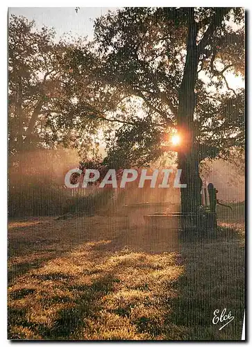 Moderne Karte Landes Coucheur de Soleil dans la foret