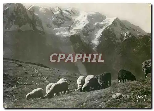 Cartes postales moderne Chamonix Hte Savoie La Chaine du Mont Blanc vue du Plan Praz