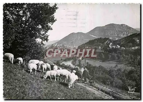 Cartes postales moderne Lourdes La Vallee et le Pic du Jer Moutons