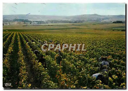 Cartes postales moderne Vendanges en Champagne