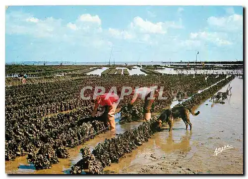 Cartes postales moderne Sur la Cote de Lumiere l'Ile d'Oleron Collecteurs d'hultres a Boyardvill