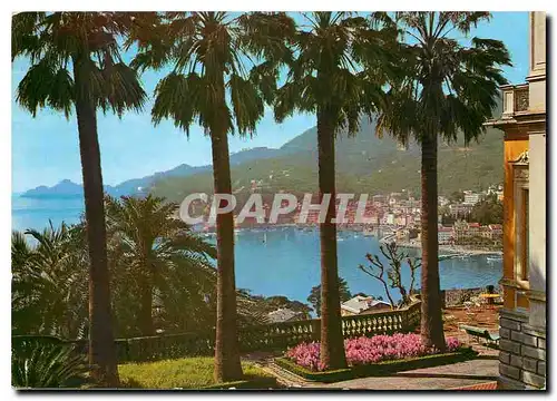 Cartes postales moderne Margherita Ligure vue entre Palmiers