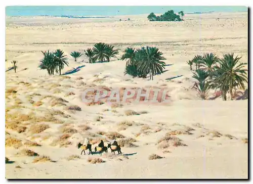 Cartes postales moderne Tunisie Le Grand Sud