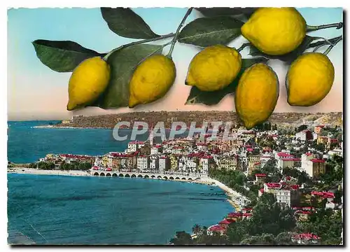 Cartes postales moderne La Cote d'Azur Menton Vue generale Les Citrons