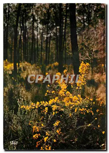 Cartes postales moderne Au Pays Landais