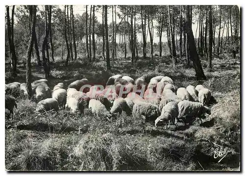 Cartes postales moderne La Lande Moutons au Paturage