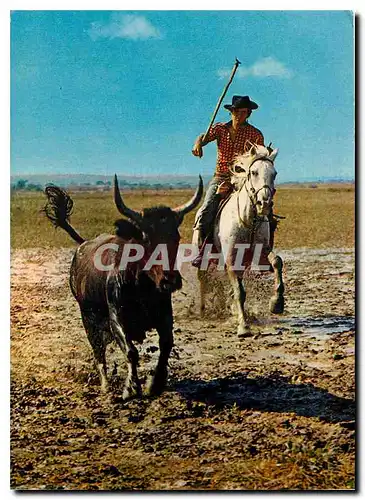 Cartes postales moderne La Camargue Pays de ciel bleu et de mirages Gardian a la poursuite d'un taureau