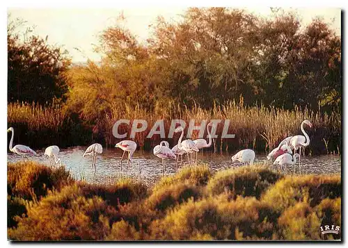 Cartes postales moderne En Camargue avec les Gardians Flamants Roses