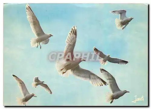 Moderne Karte Les Oiseaux de Mer Goelands Argentes Larus Marinus