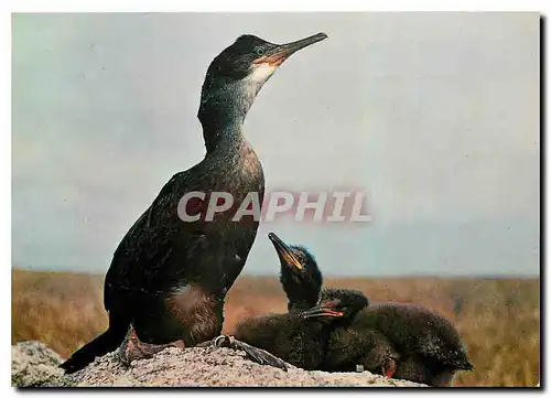 Cartes postales moderne Oiseaux des Cotes de France Jeunes cormorans huppes