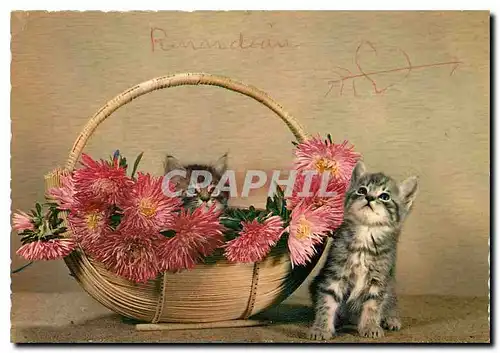 Cartes postales moderne Chats Chatons