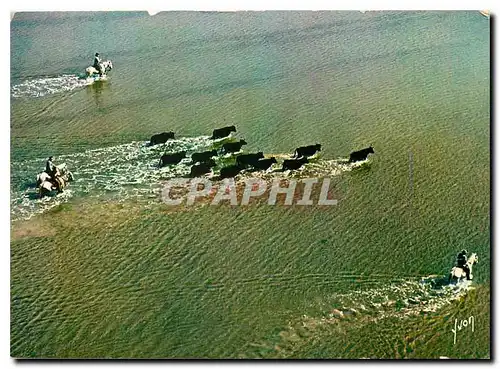 Cartes postales moderne Couleurs et Lumiere de France En Camargue Gardians et manade de taureaux traversant un etang