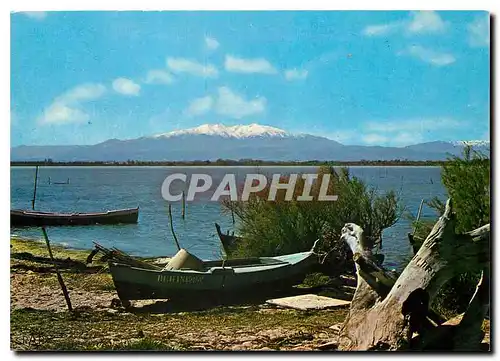 Cartes postales moderne Le Roussillon Des Etangs vue sur le Canigou