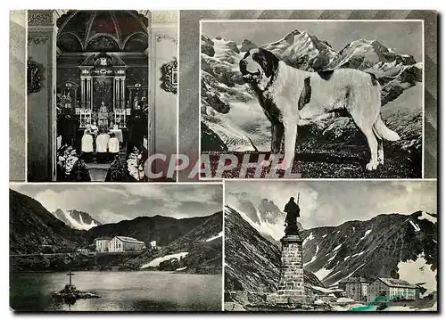 Cartes postales moderne Un Ricordo dal Gran S Bernardo Chien